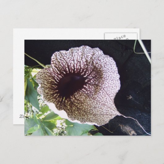 精巣目 ポストカード (正面/裏面)