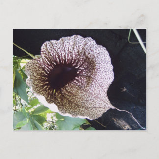 精巣目 ポストカード