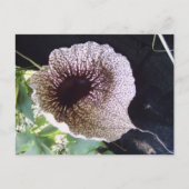 精巣目 ポストカード (正面)