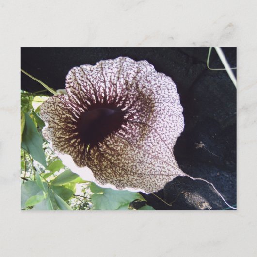 精巣目 ポストカード (正面)