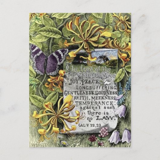 精神のフルーツ ポストカード (正面)