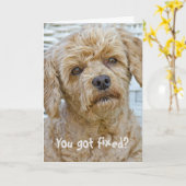 精管切除術 犬 ユーモア カード (黄色い花)