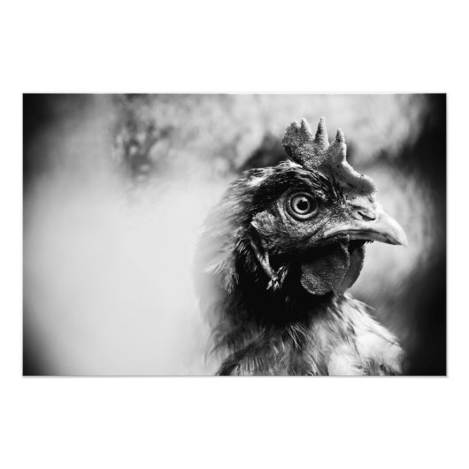 精霊と鶏2 フォトプリント            (正面)
