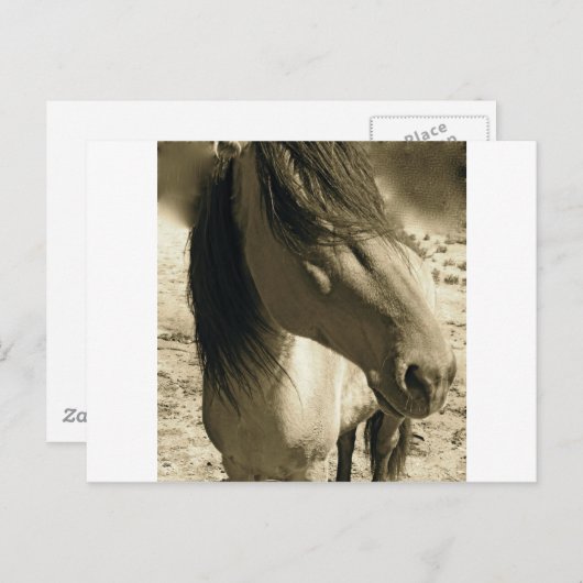 精霊 ポストカード (正面/裏面)