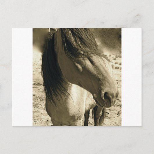 精霊 ポストカード (正面)