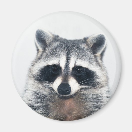 糖磁石 マグネット (正面)