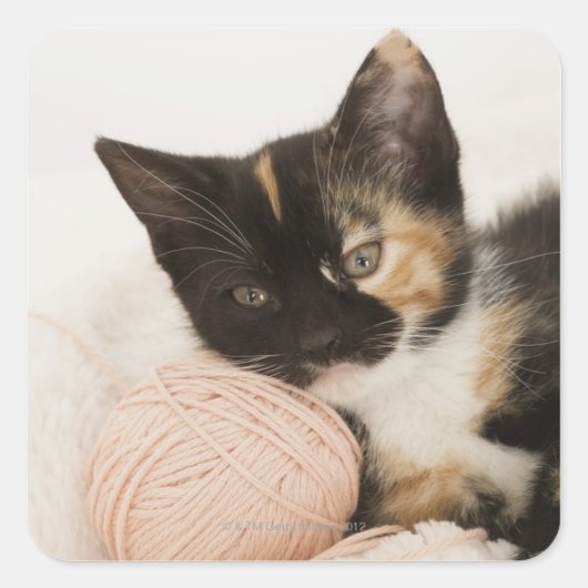 糸の玉に子猫を乗せて スクエアシール (正面)
