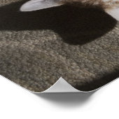 糸遊付き子猫 ポスター (角)