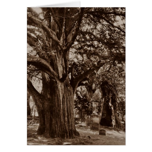 系図学カード~は家系歴を共有するように設計しました! (正面)