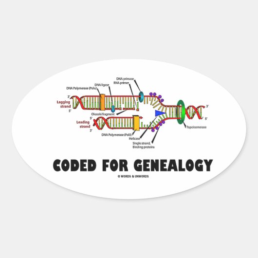 系図学用にコード化（DNA複製） 楕円形シール (正面)