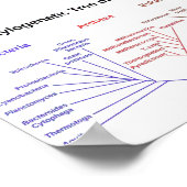 系統樹 ポスター (角)