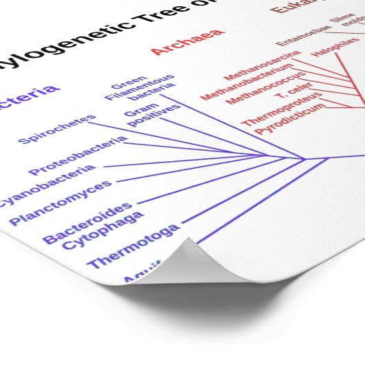 系統樹 ポスター (角)