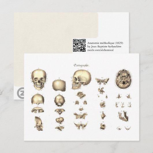 系統的なスカル ポストカード (正面/裏面)