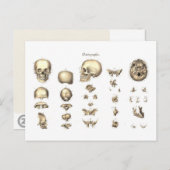 系統的なスカル ポストカード (正面/裏面)