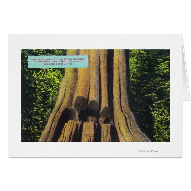 紀元前1896年の杉の木で最も大きい記録された木 (正面横)