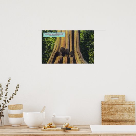 紀元前1896年の杉の木で最も大きい記録された木 ポスター (キッチン)