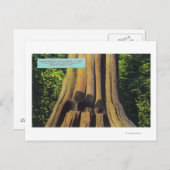 紀元前1896年の杉の木で最も大きい記録された木 ポストカード (正面/裏面)