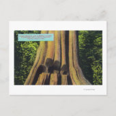 紀元前1896年の杉の木で最も大きい記録された木 ポストカード (正面)