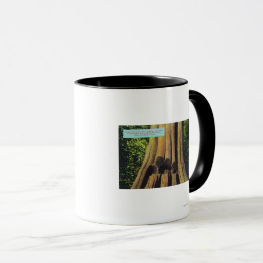 紀元前1896年の杉の木で最も大きい記録された木 マグカップ (正面右)