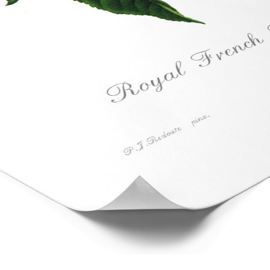 紅斑性胆嚢 ポスター (角)