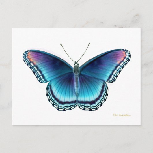 紅斑紫色の蝶ポストカード ポストカード (正面)