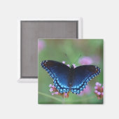 紅斑紫 マグネット (正面/裏面)