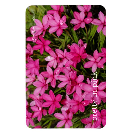 紅星 マグネット (縦)