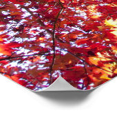 紅楓の木 ポスター (角)