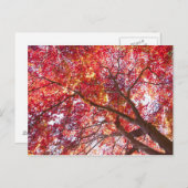 紅楓の木 ポストカード (正面/裏面)