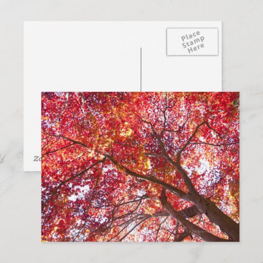 紅楓の木 ポストカード (正面/裏面)