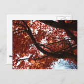 紅楓の枝の紅葉 ポストカード (正面/裏面)