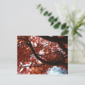 紅楓の枝の紅葉 ポストカード (スタンド正面)