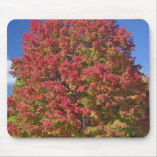 紅楓（かえじ）の紅葉、コンコルド近く。 マウスパッド