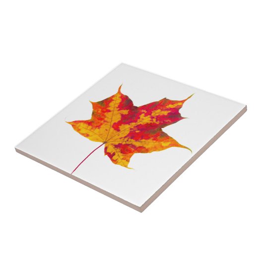 紅楓 タイル (側面)