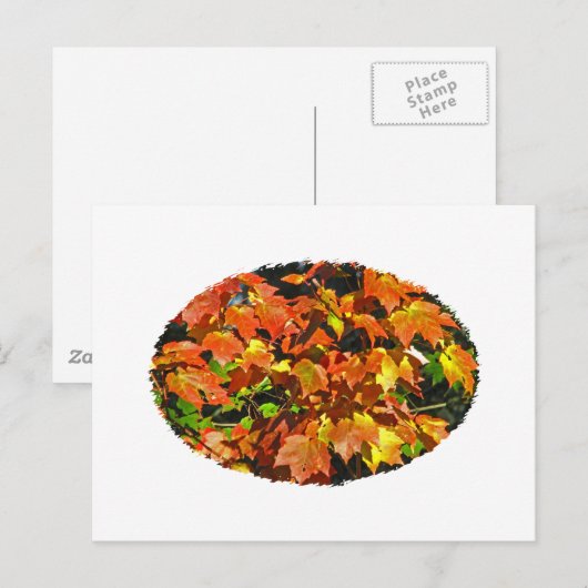 紅楓（秋） ポストカード (正面/裏面)