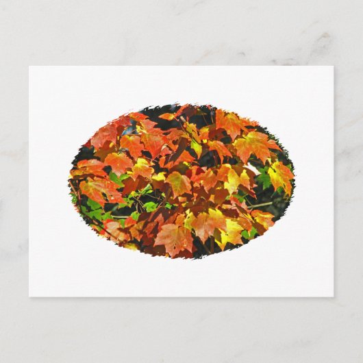紅楓（秋） ポストカード (正面)