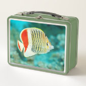 紅海に沈む魚の景勝地|過去記事 メタルランチボックス (正面)