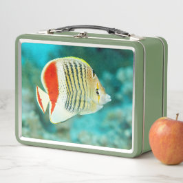 紅海に沈む魚の景勝地|過去記事 メタルランチボックス