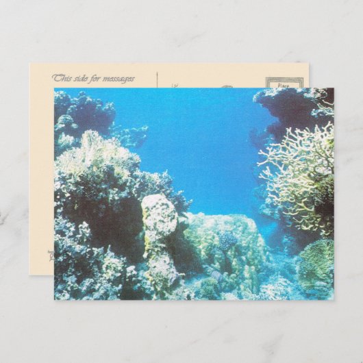 紅海のスキューバダイビングの風景 ポストカード (正面/裏面)