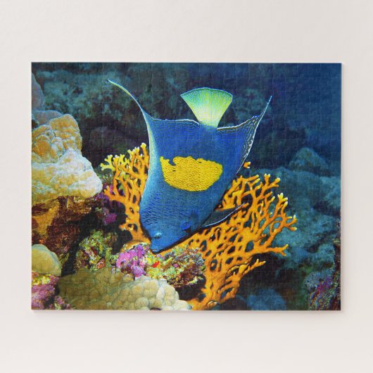 紅海サンゴの前のアンジェルフィッシュの絵 | ジグソーパズル (横)
