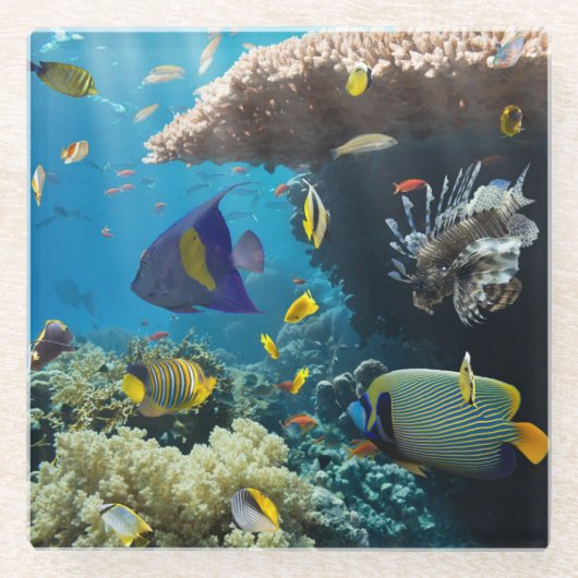 紅海、エジプトの珊瑚そして魚 ガラスコースター (正面)