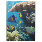 紅海、エジプトの珊瑚そして魚 クリップボード (裏面)