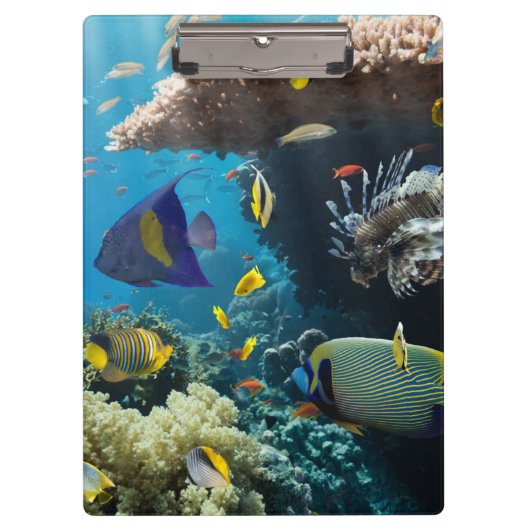 紅海、エジプトの珊瑚そして魚 クリップボード (正面)
