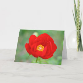 紅牡丹の花 カード