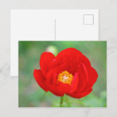 紅牡丹の花 ポストカード (正面/裏面)