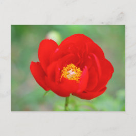 紅牡丹の花 ポストカード