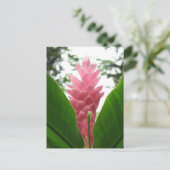 紅生姜(じょうぎれろさど) ポストカード (スタンド正面)