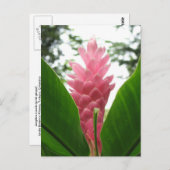 紅生姜(じょうぎれろさど) ポストカード (正面/裏面)