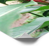 紅生姜 ポスター (角)