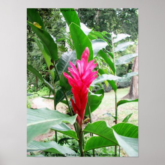 紅生姜 ポスター (正面)